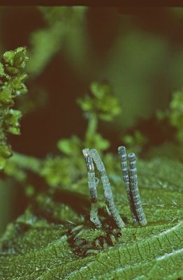 Verdichtete moderen Bauweise