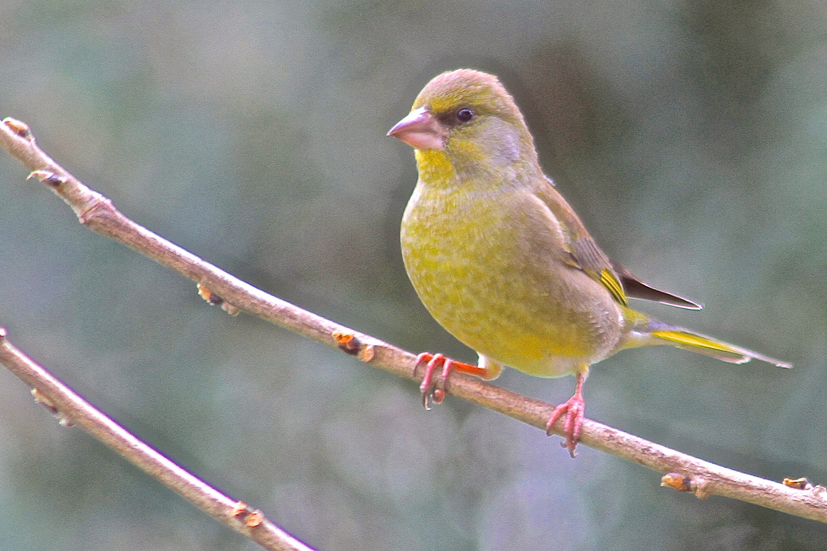 Verdier de mon jardin