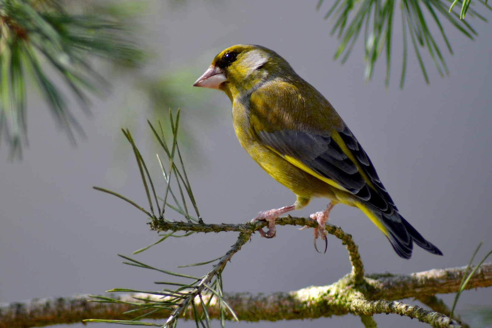 verdier d'europe (carduelis chloris)