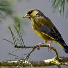 verdier d'europe (carduelis chloris)