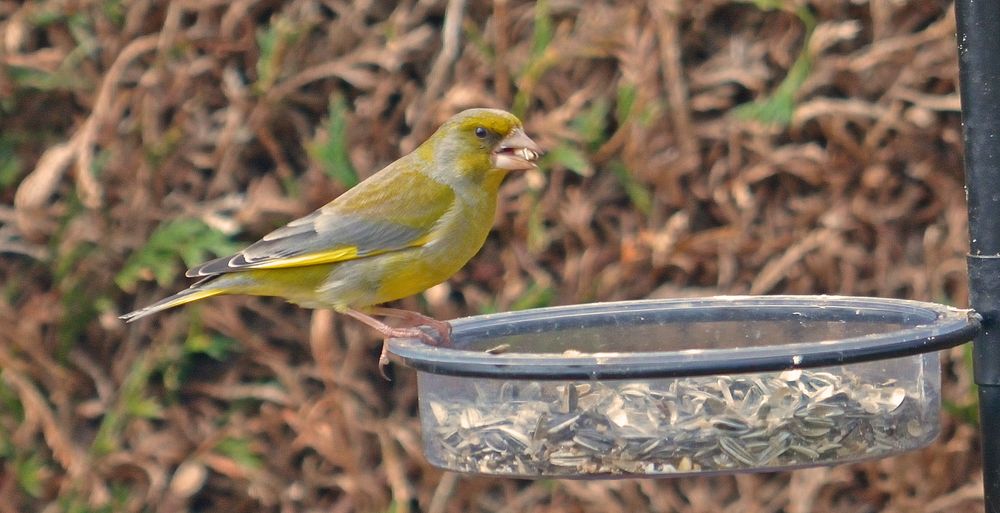 VERDIER D'EUROPE (Chloris chloris)