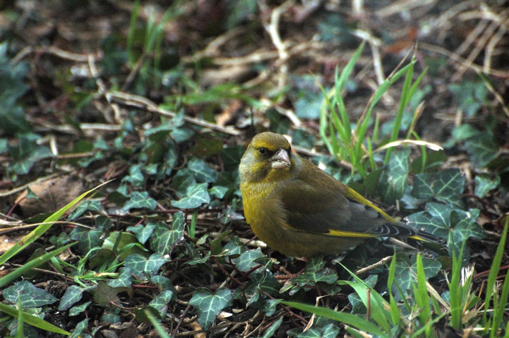 Verdier male