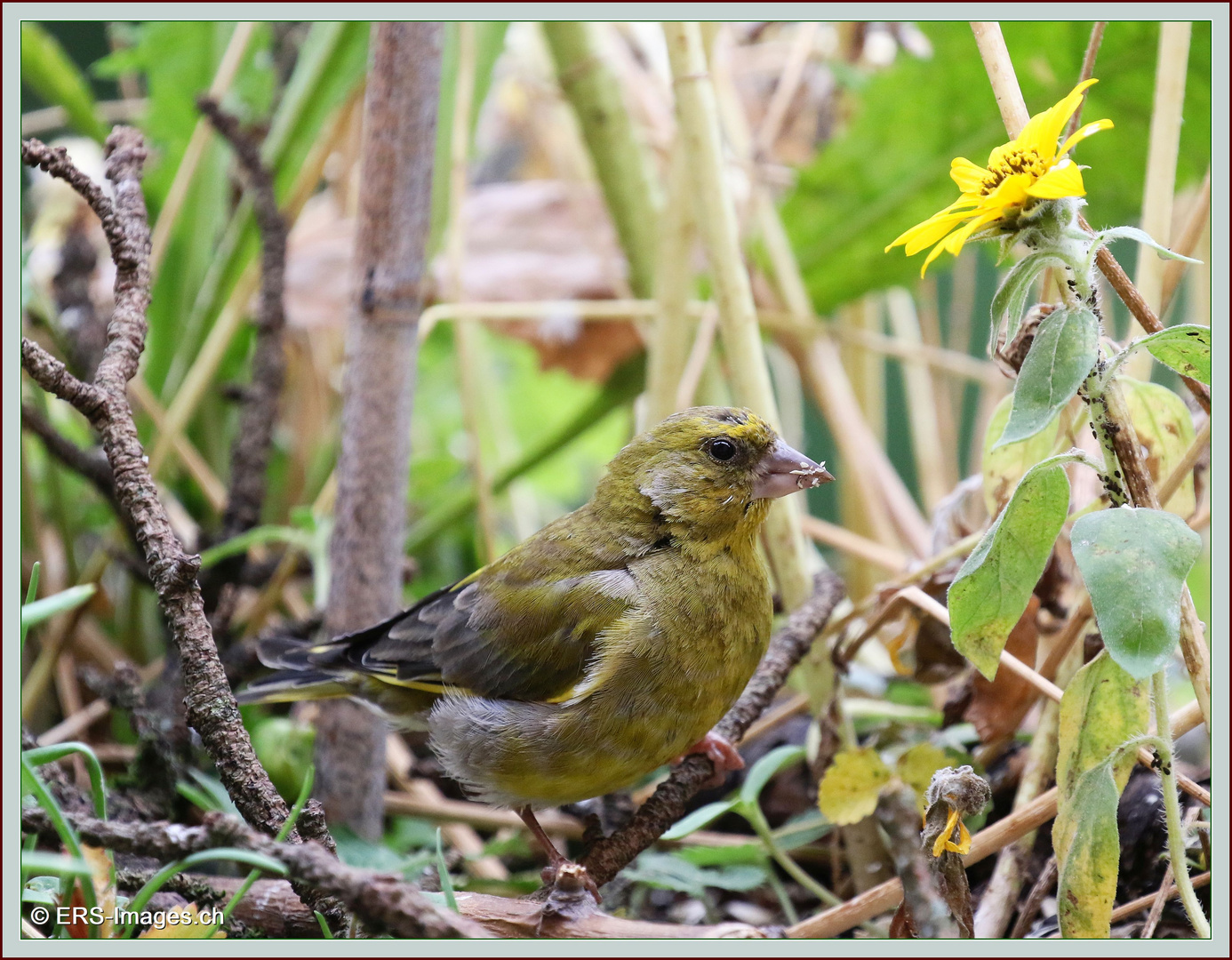 Verdier_Grünfink_Verdoni_Greenfinch 2016-09-16 082 ©