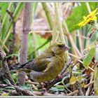 Verdier_Grünfink_Verdoni_Greenfinch 2016-09-16 082 ©