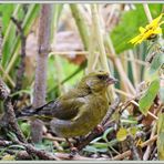 Verdier_Grünfink_Verdoni_Greenfinch 2016-09-16 082 ©