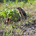 VERDIERS CHARDONNERETS