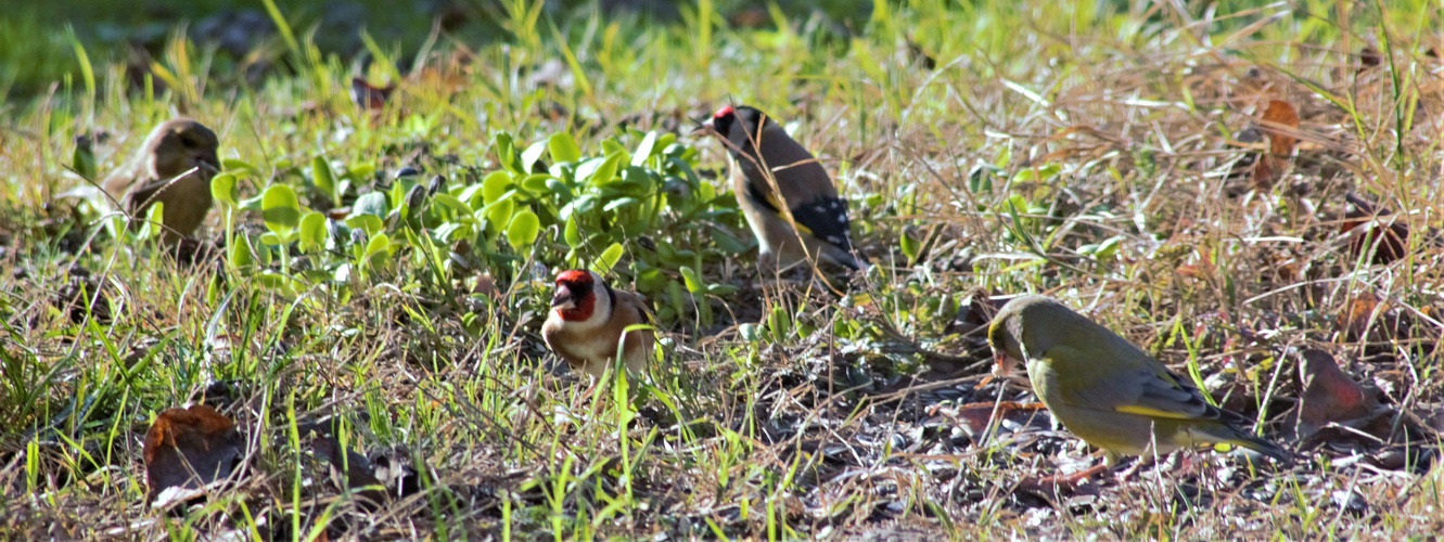 VERDIERS CHARDONNERETS