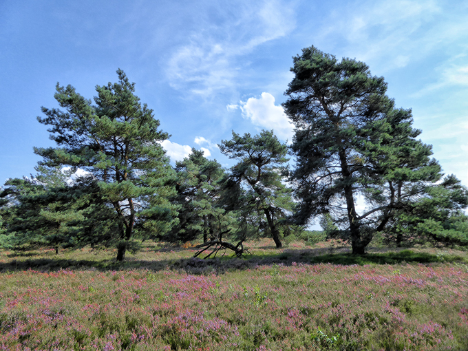 verdörrte bäume in der heide / withered trees in the heather / 2017-21