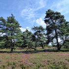 verdörrte bäume in der heide / withered trees in the heather / 2017-21