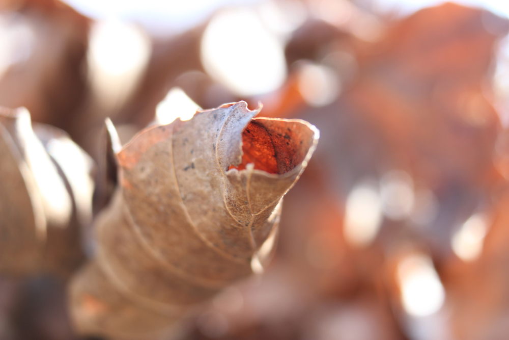 verdörrtes Blatt