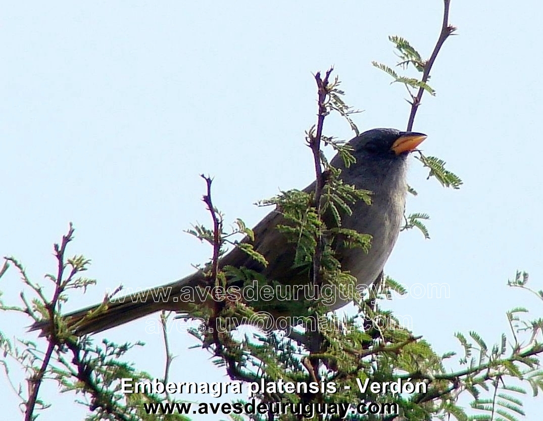 Verdón - Embernagra platensis