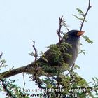 Verdón - Embernagra platensis