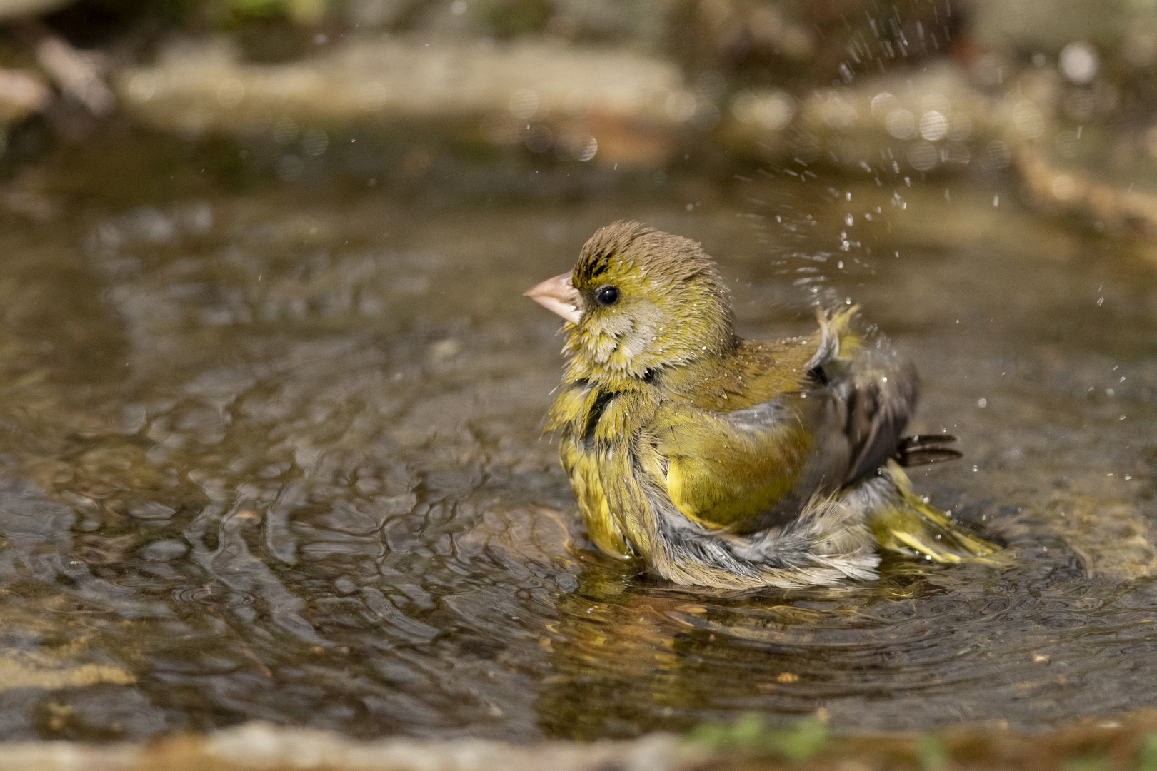 Verdone al bagno