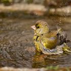 Verdone al bagno