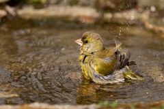 Verdone al bagno