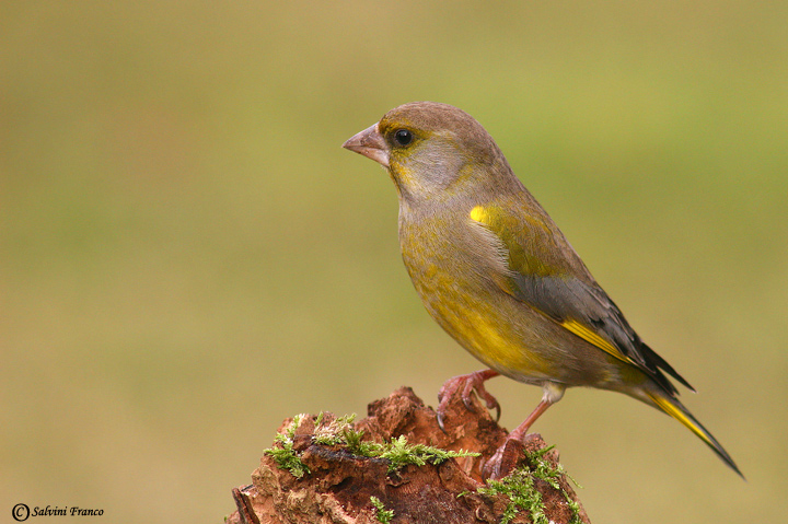 Verdone (Carduelis chloris ) 1