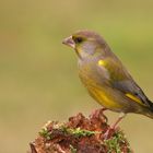 Verdone (Carduelis chloris ) 1