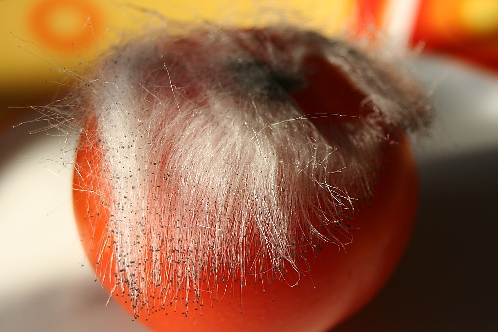 Verdorben Foto Bild Stillleben Food Fotografie Obst Gemuse Bilder Auf Fotocommunity