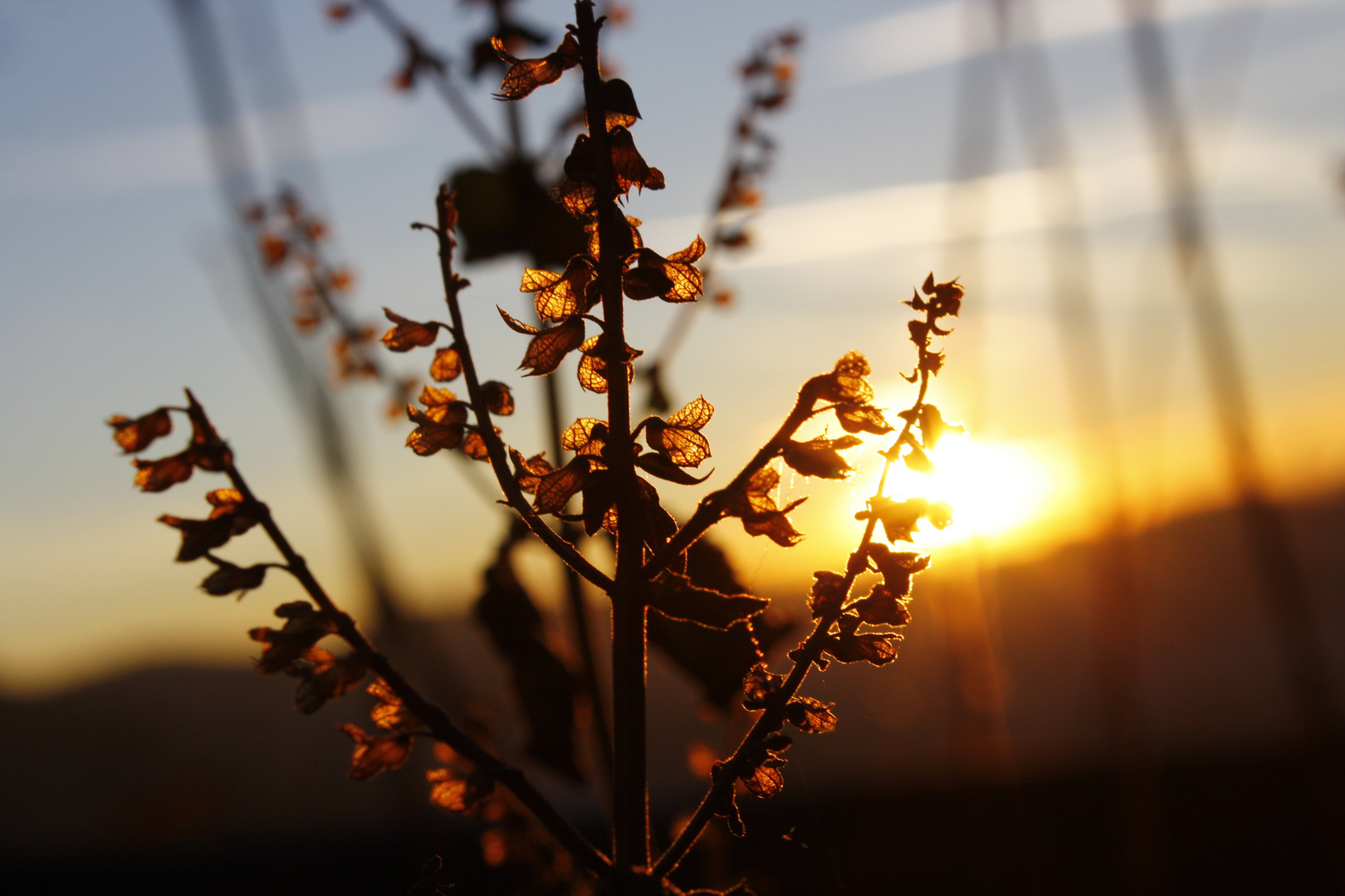 Verdorrte Pflanze vor Sonnenuntergang