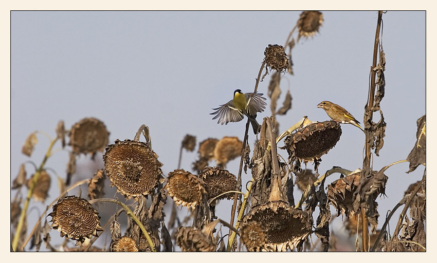 Verdorrte Sonnenblumen...