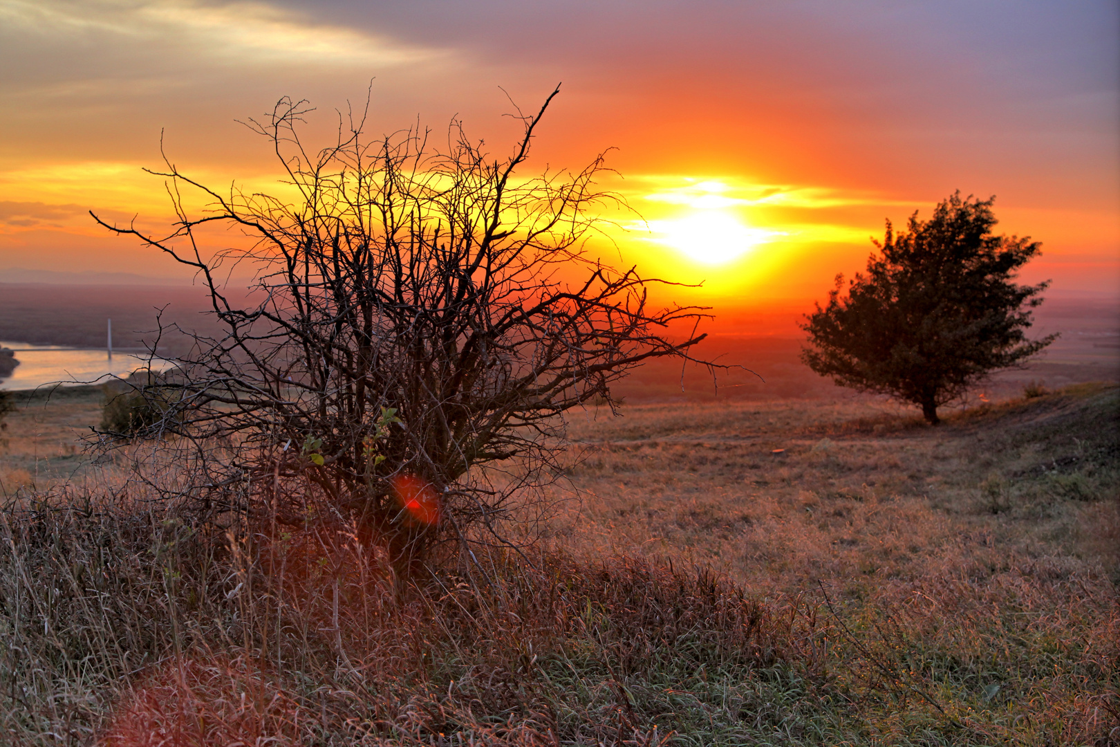 Verdorrter Baum bei Dämmerung