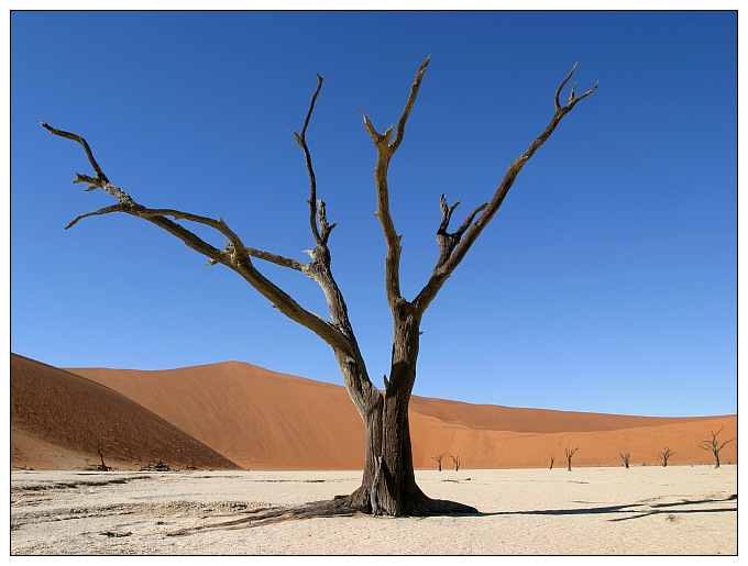 Verdorrter Baum im Death Vlei