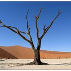 Verdorrter Baum im Death Vlei