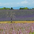 Verdorrter Baum in der Provence......