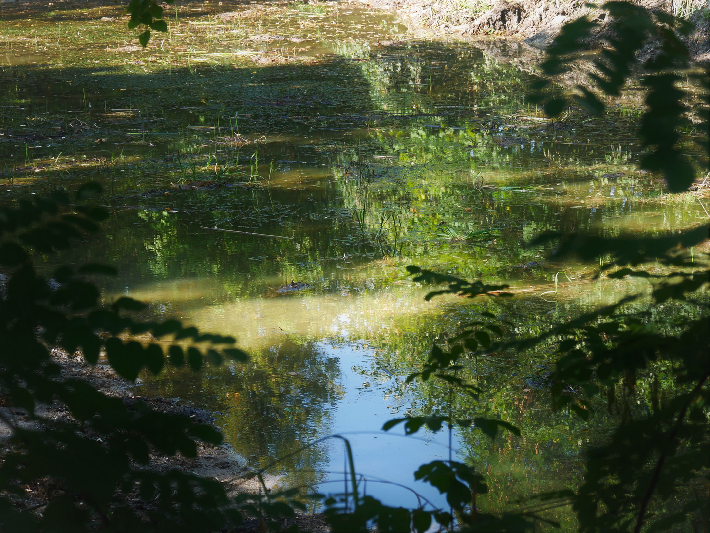 verdorrter Fischteich