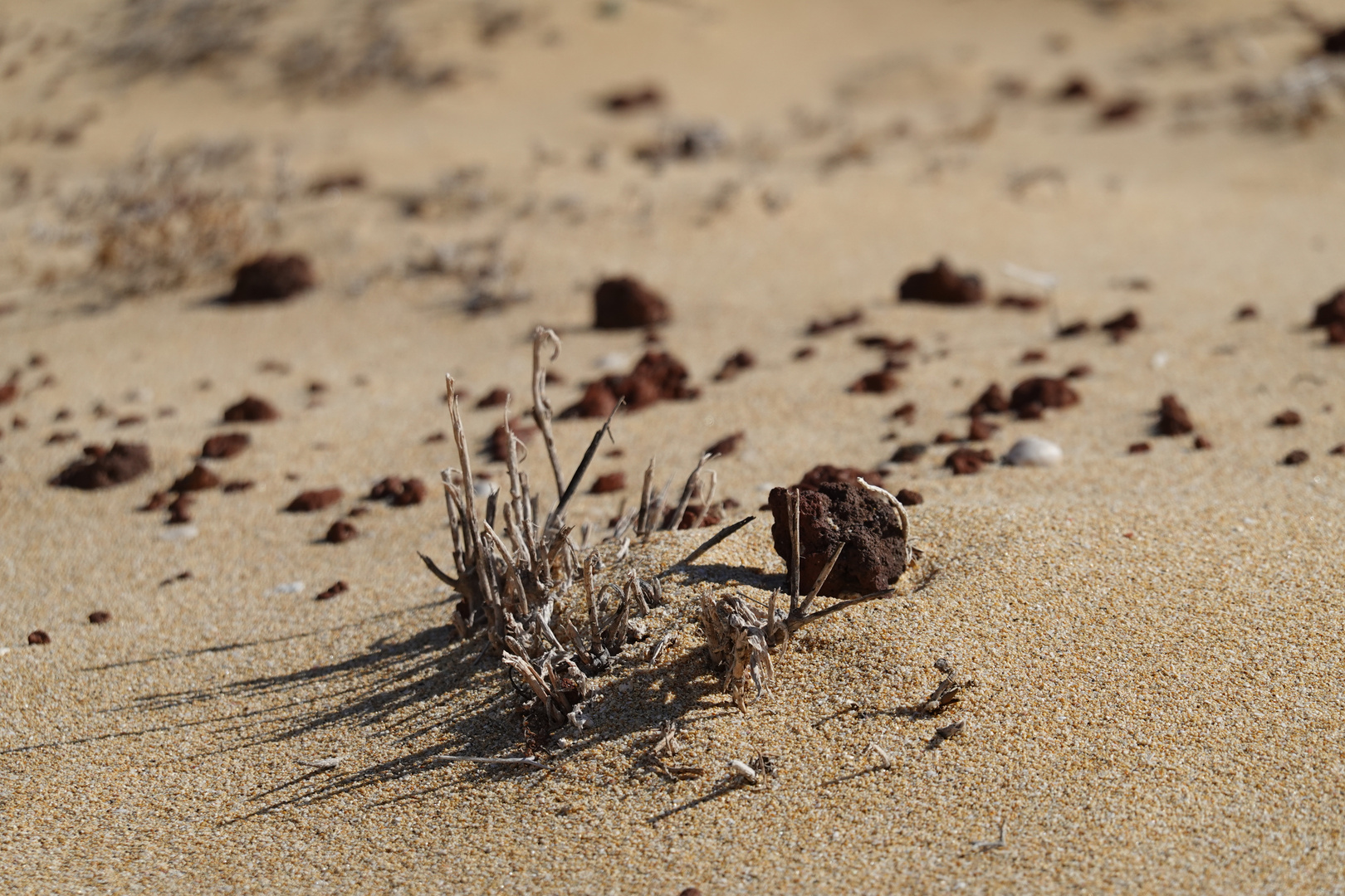 Verdorte Pflanze am Strand 