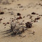 Verdorte Pflanze am Strand 