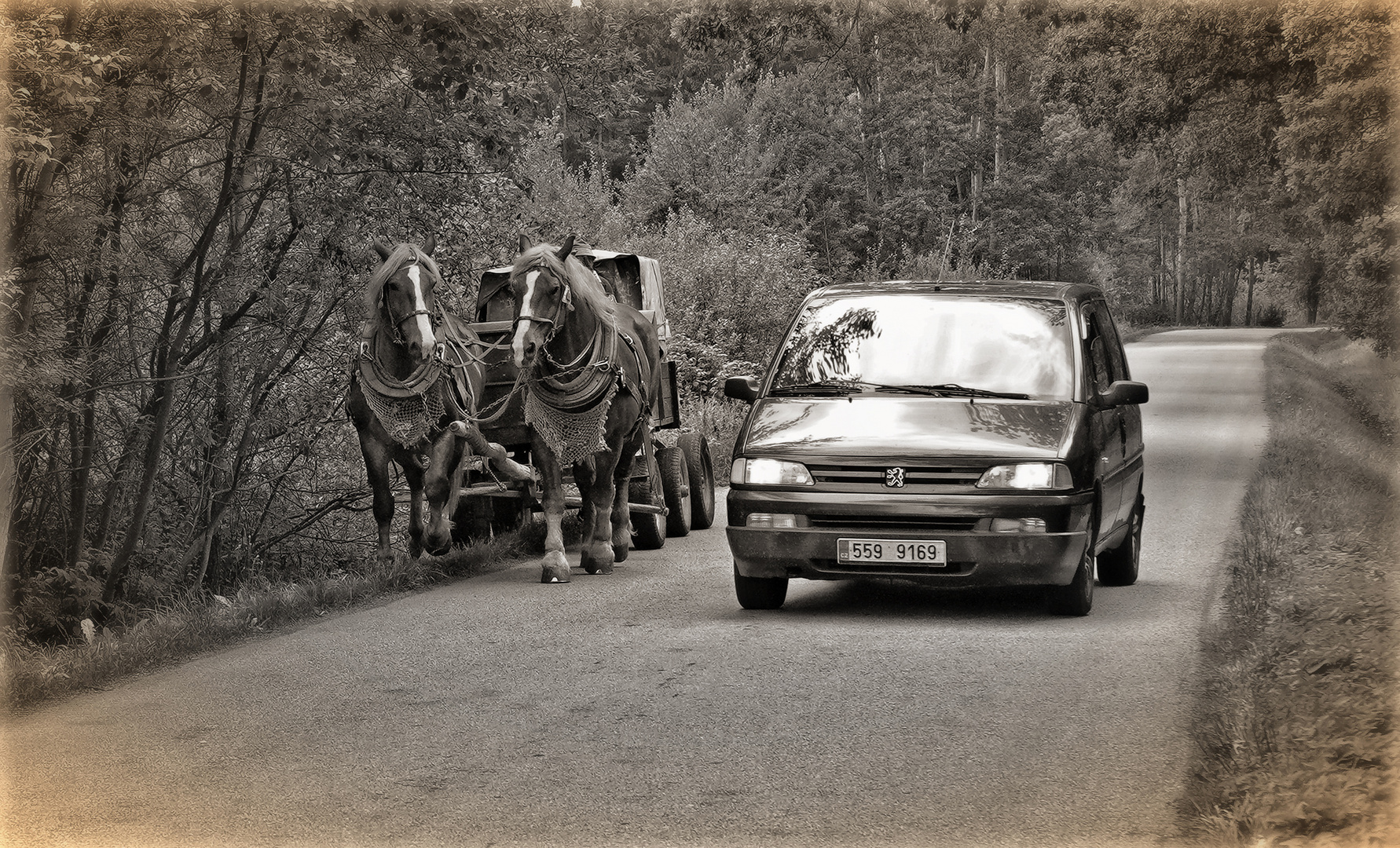 verdrängt!!! Foto & Bild tiere, haustiere, pferde, esel, maultiere
