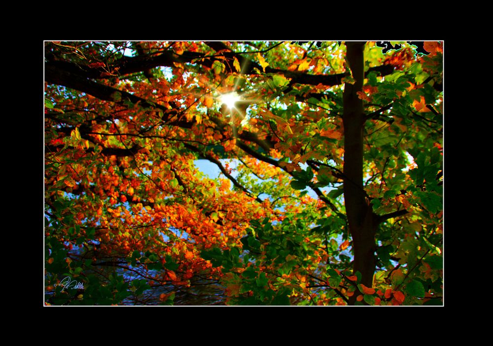 " Verdrängung der grauen Herbsttage "