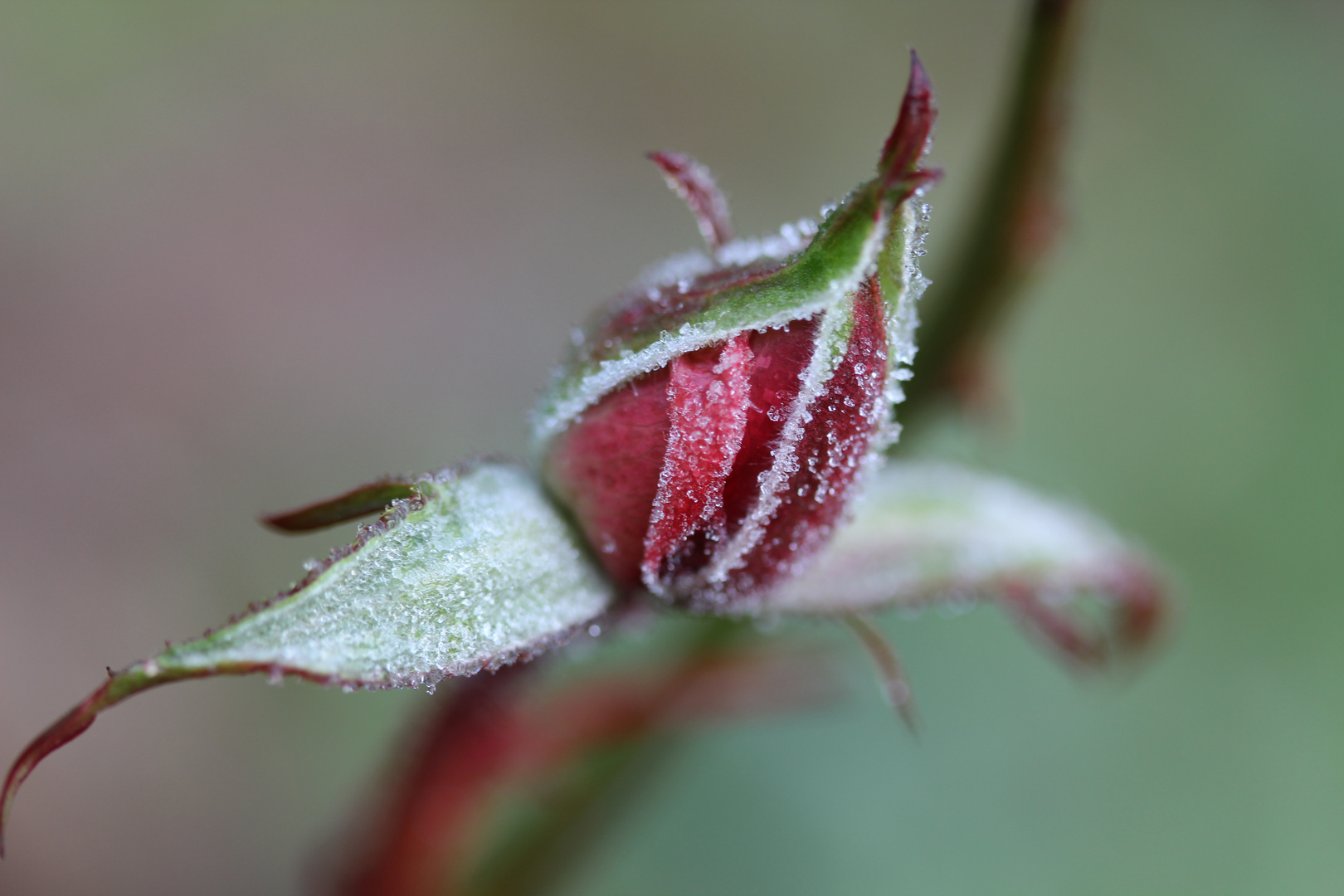 verdrehte Welt - Rosen.blühte im Winter ...´14