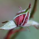 verdrehte Welt - Rosen.blühte im Winter ...´14