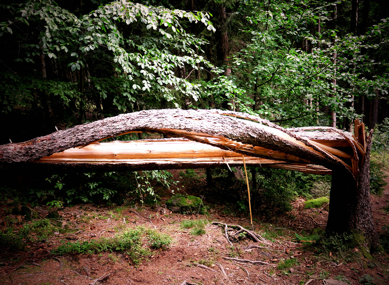 Verdrehter Baum