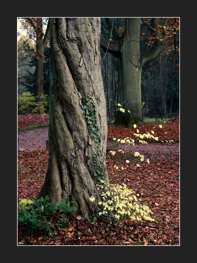 ... verdrillter Baum ...