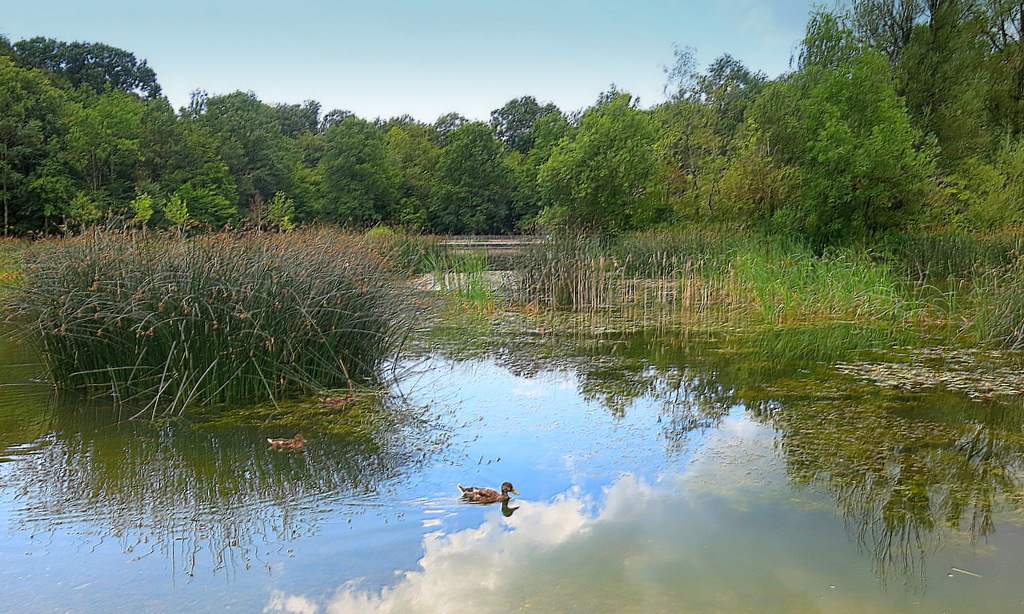 verdure...