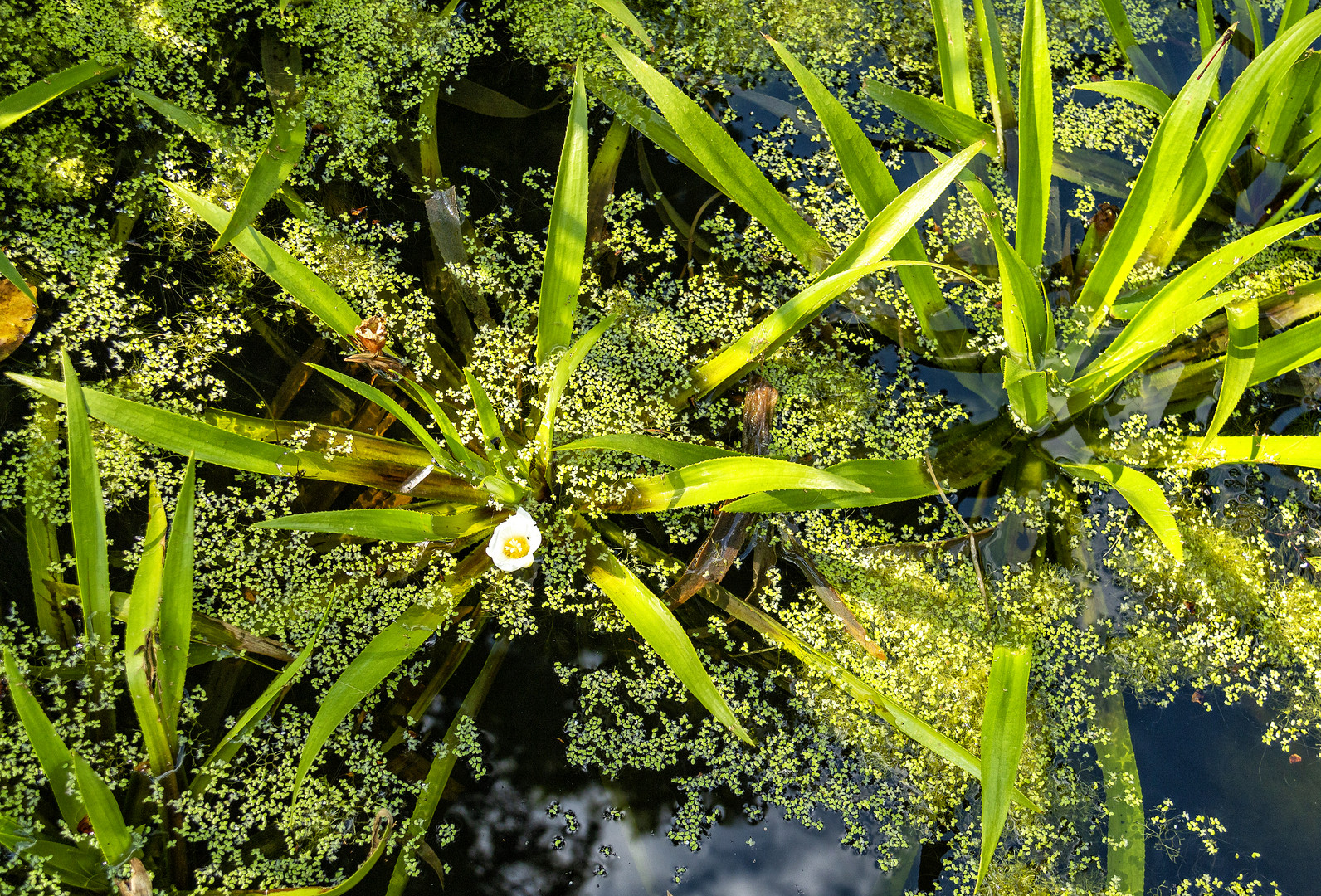 Verdure aquatique . 