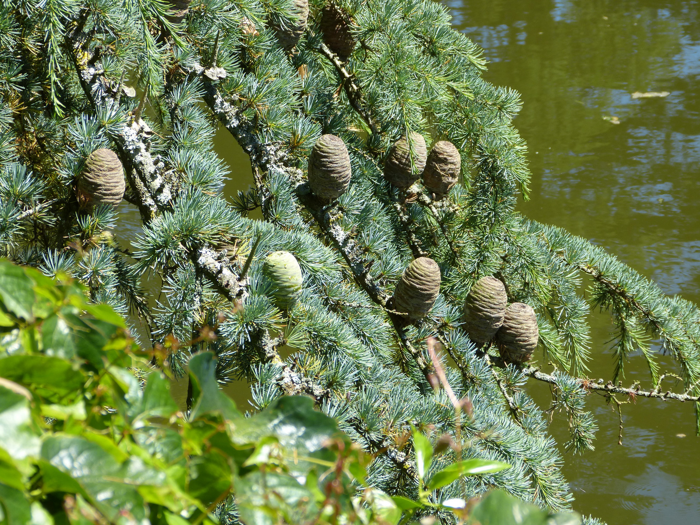 verdure aux verts doux sur vert d'eau