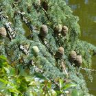 verdure aux verts doux sur vert d'eau