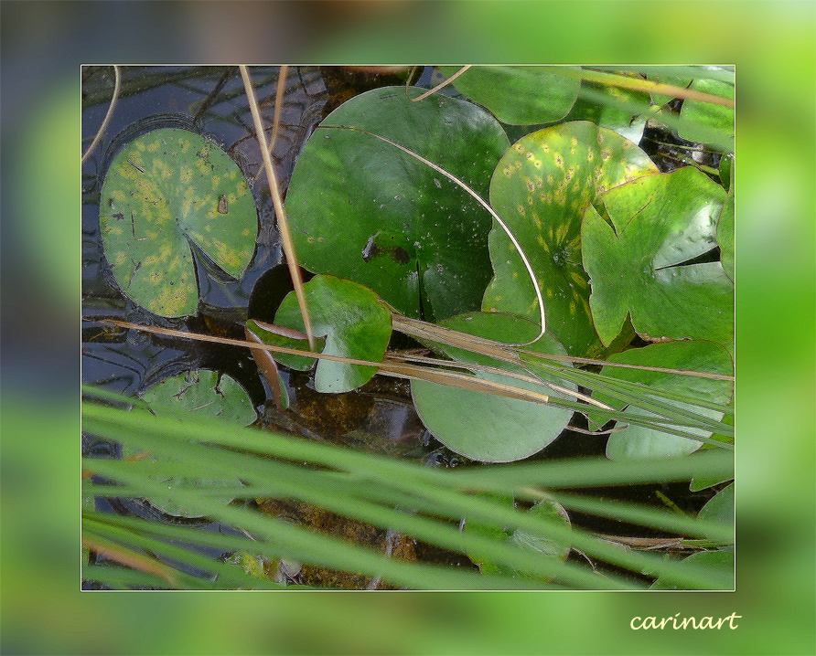 Verdure d'étang / Grünes im Teich