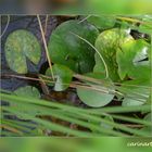 Verdure d'étang / Grünes im Teich