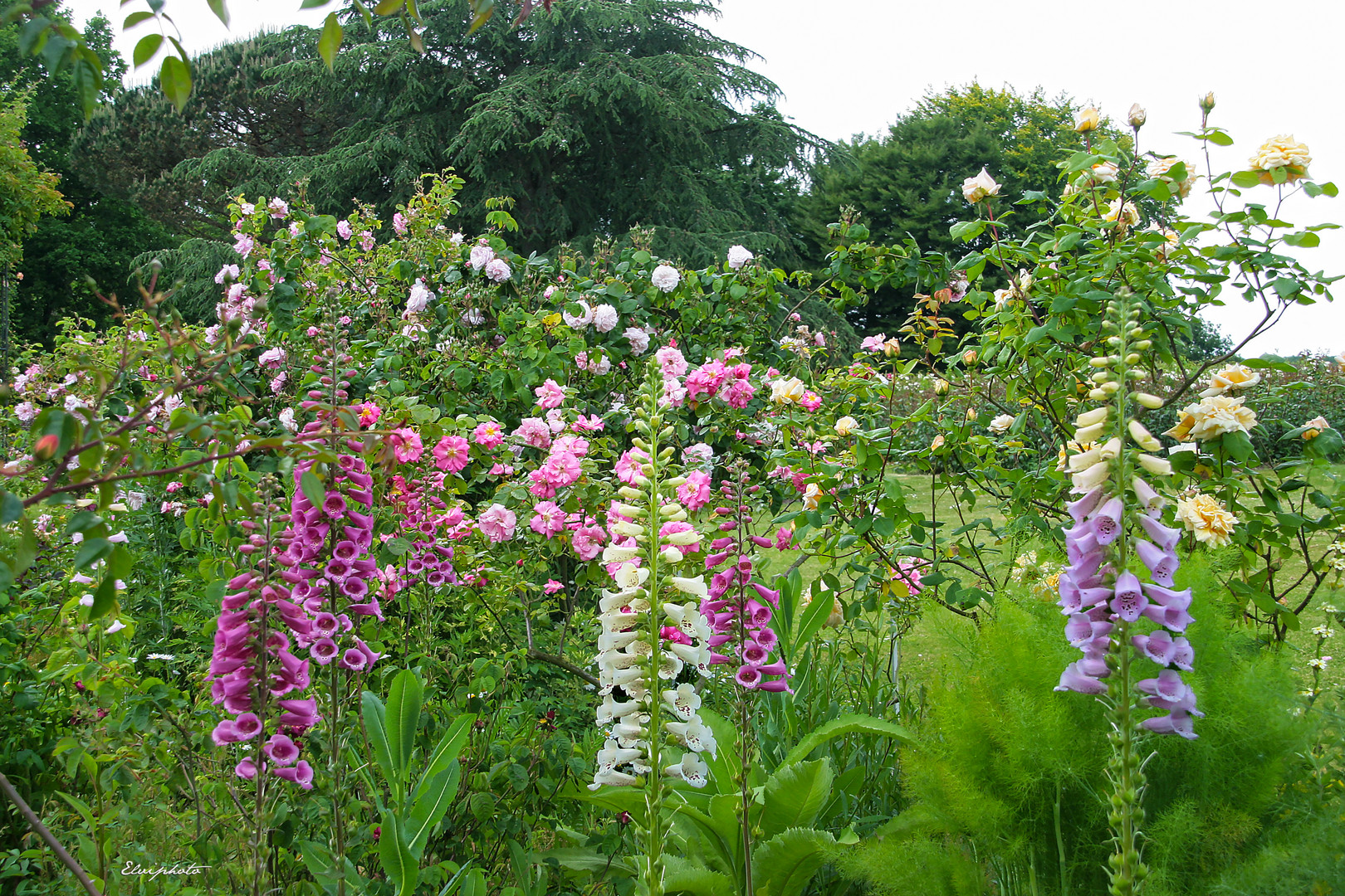 verdure fleurie 