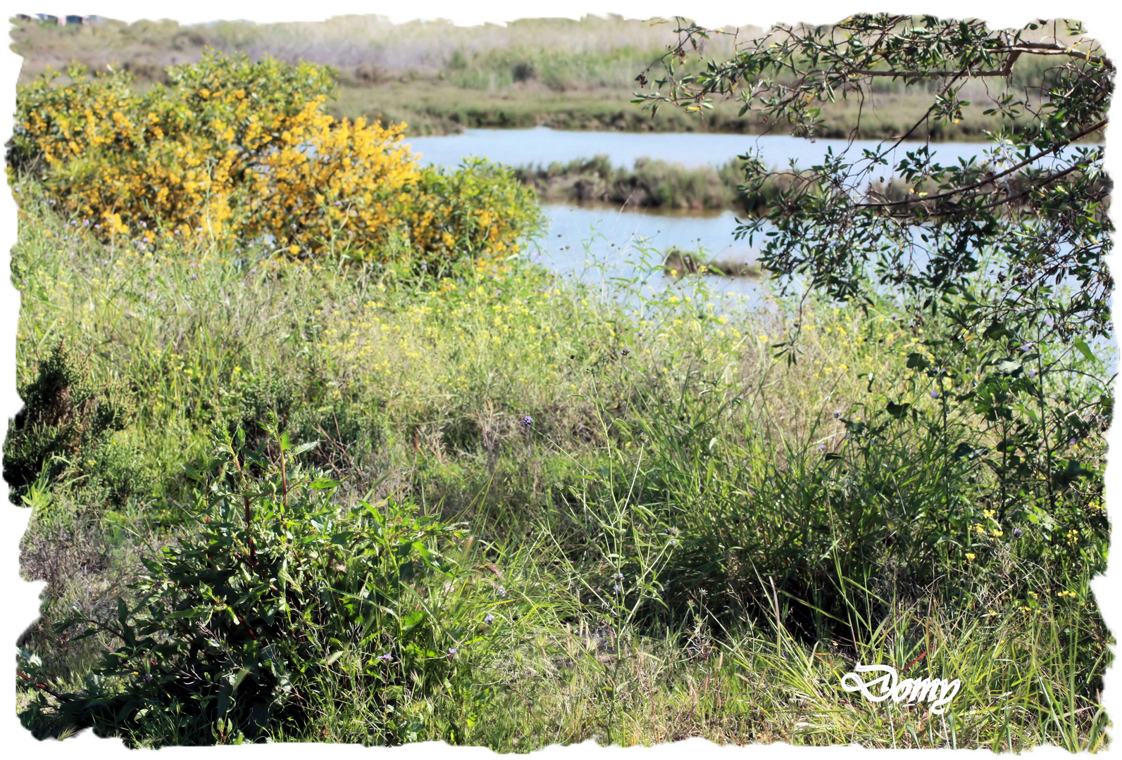 Verdure jolie verdure ....