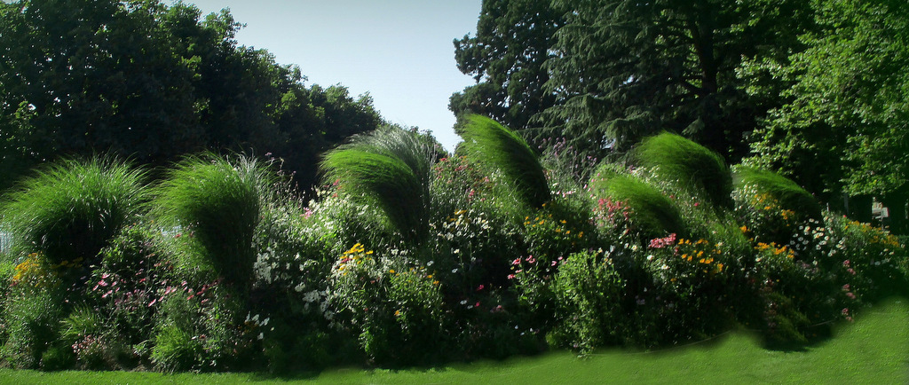 Verdure par temps de bise....