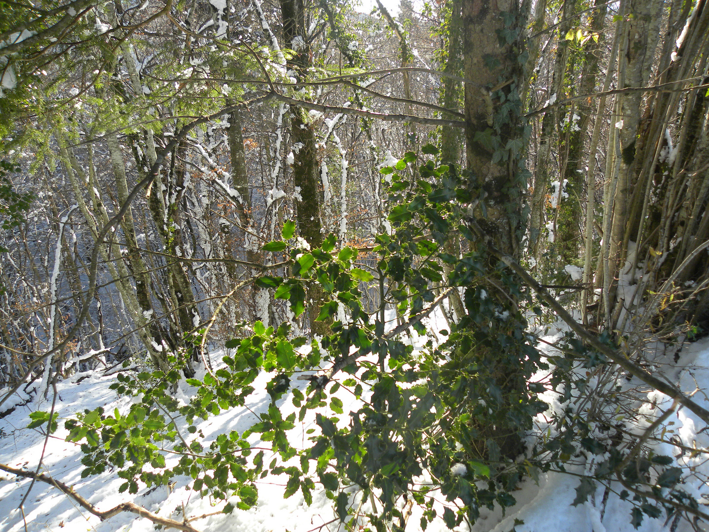 verdure sur neige