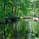 Verdure verte et reflets verts 