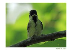 Verdutzter Blick in eine noch junge Vogelwelt