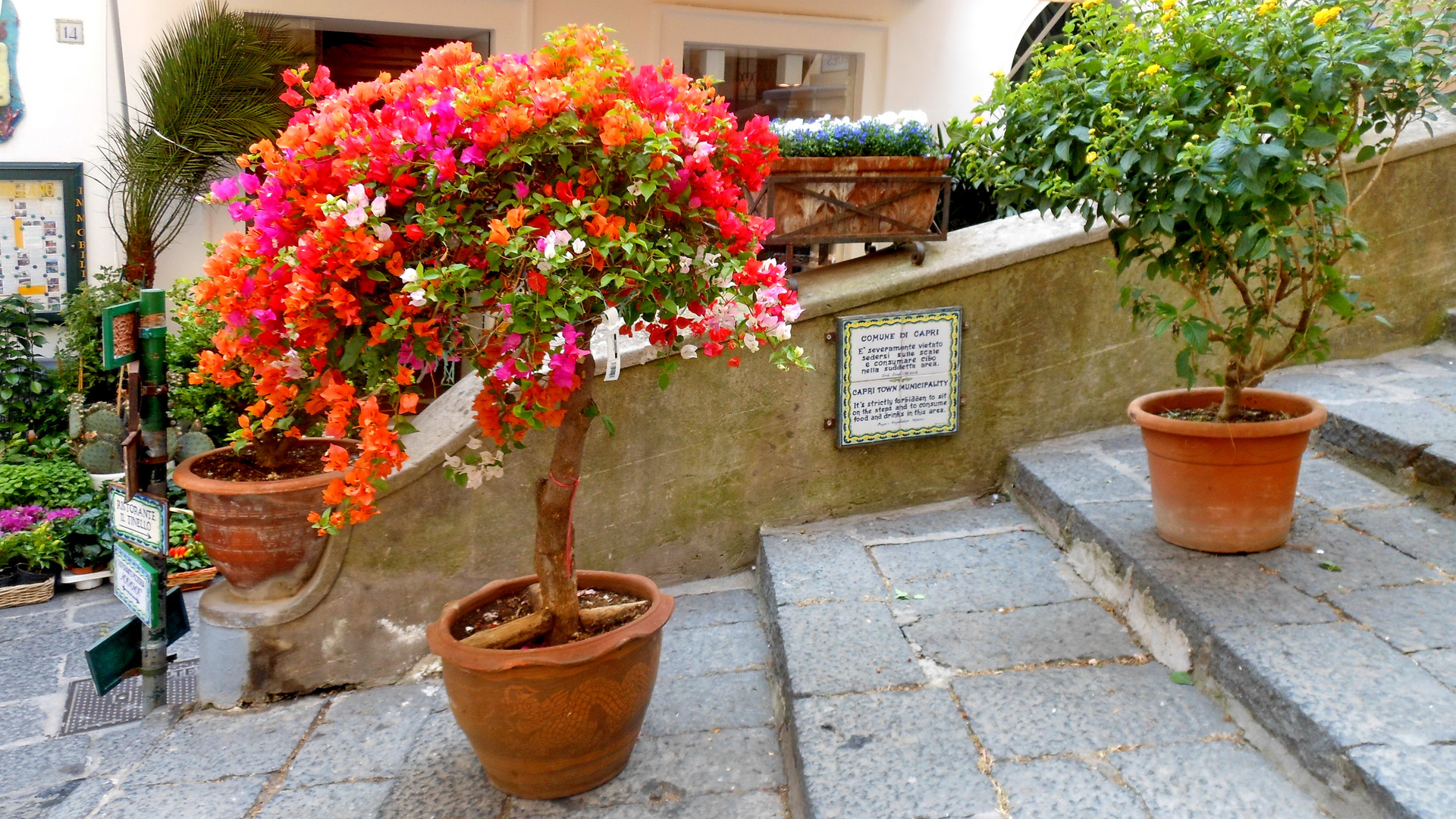 Veredelte Bougainvillea Caprese